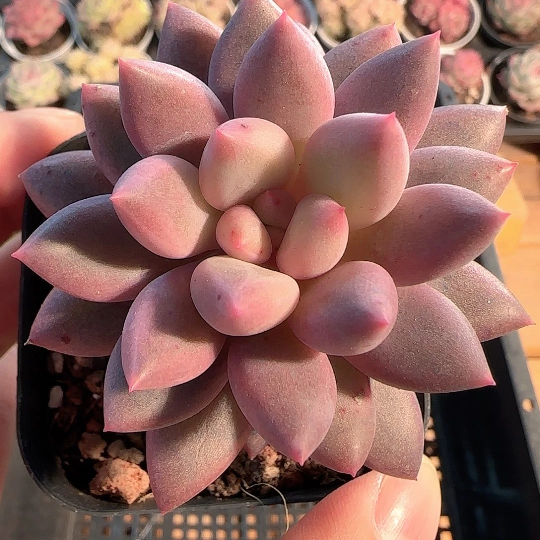 多肉1207-75福利福利