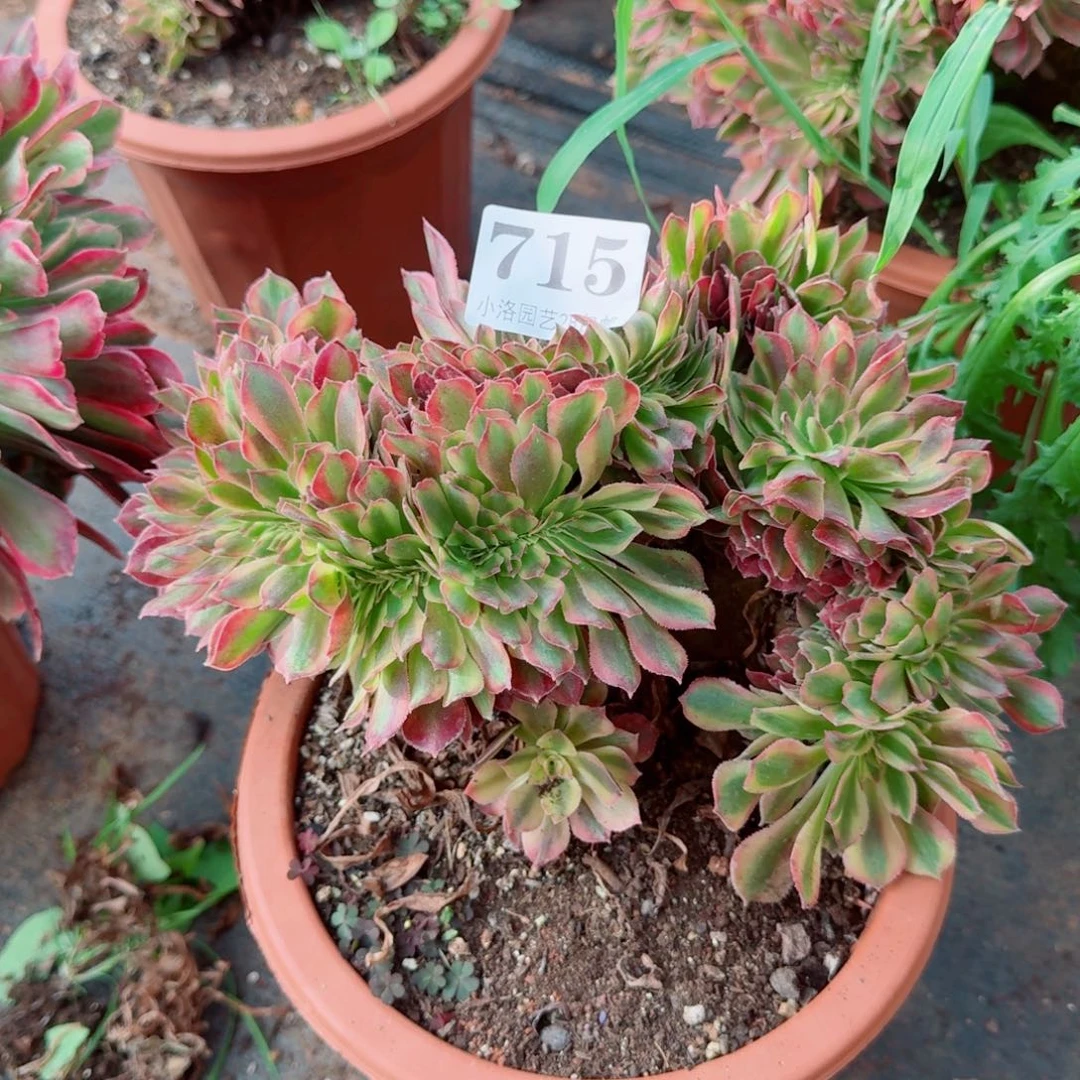 715洛神缀化多肉植物满28包邮