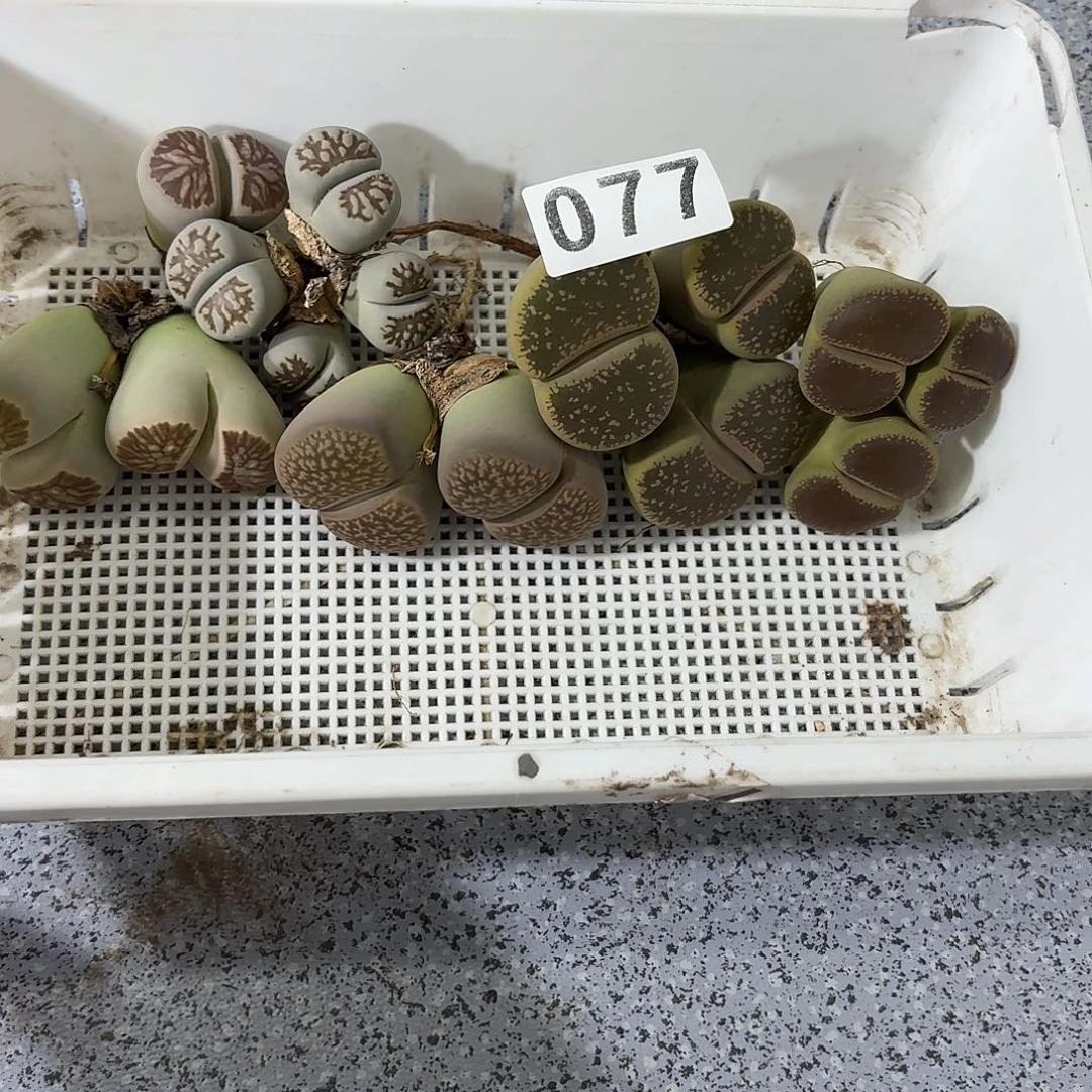 生石花一物一拍6颗077