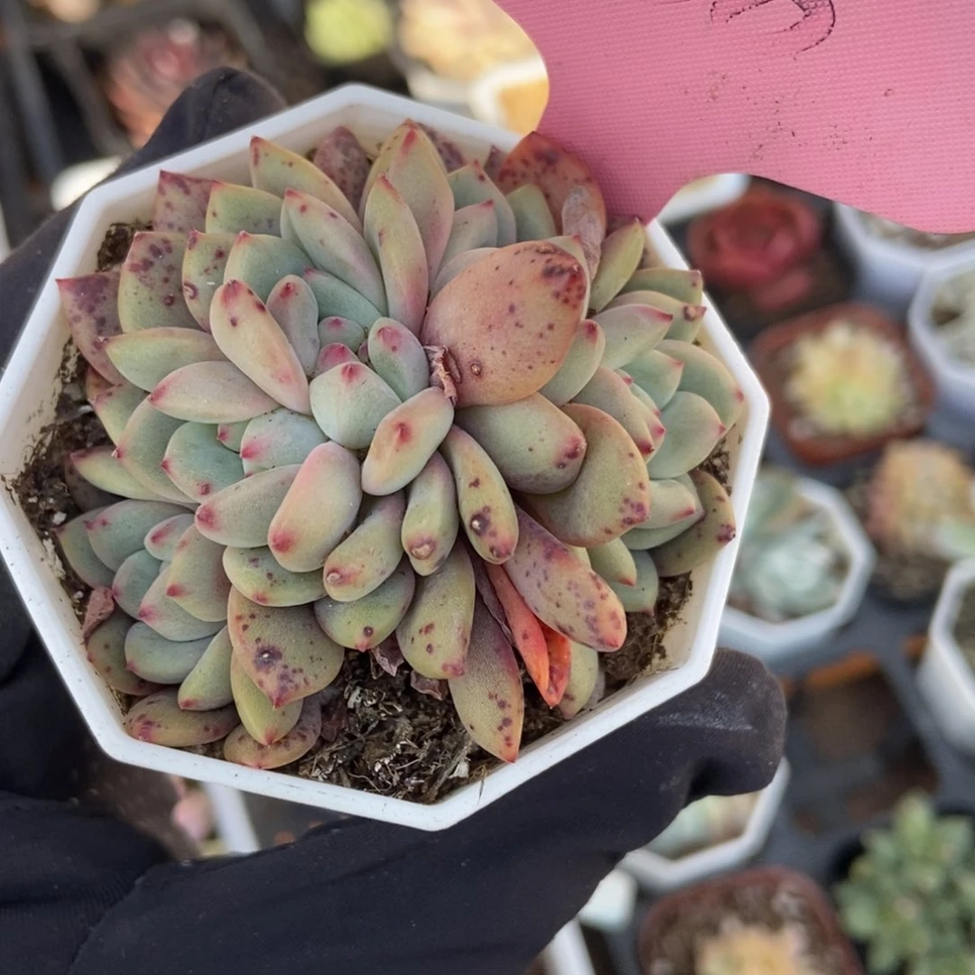 388爱丽儿多肉植物保护