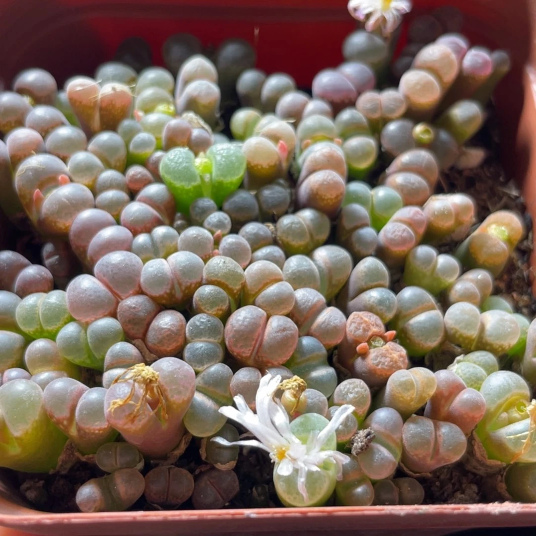 五彩风铃一物一拍～111