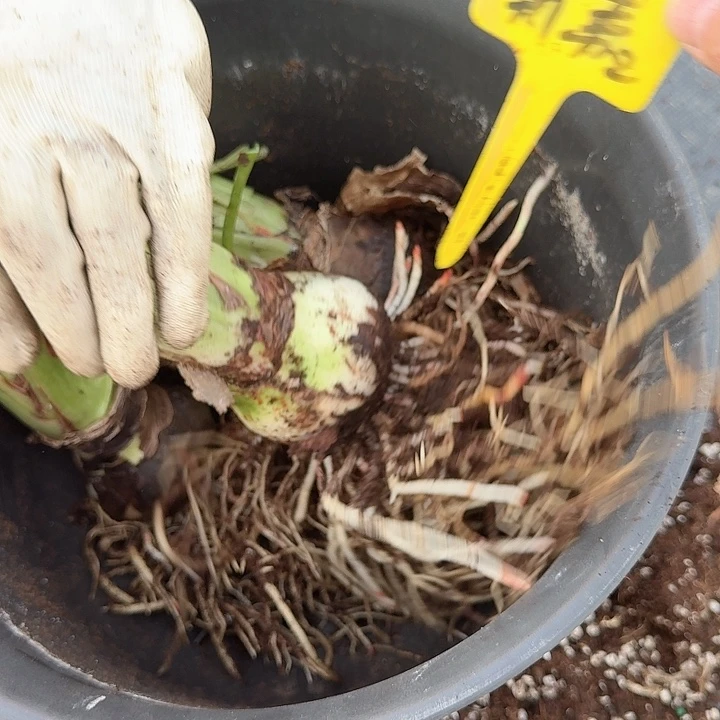 斯佳女神4个一起包去