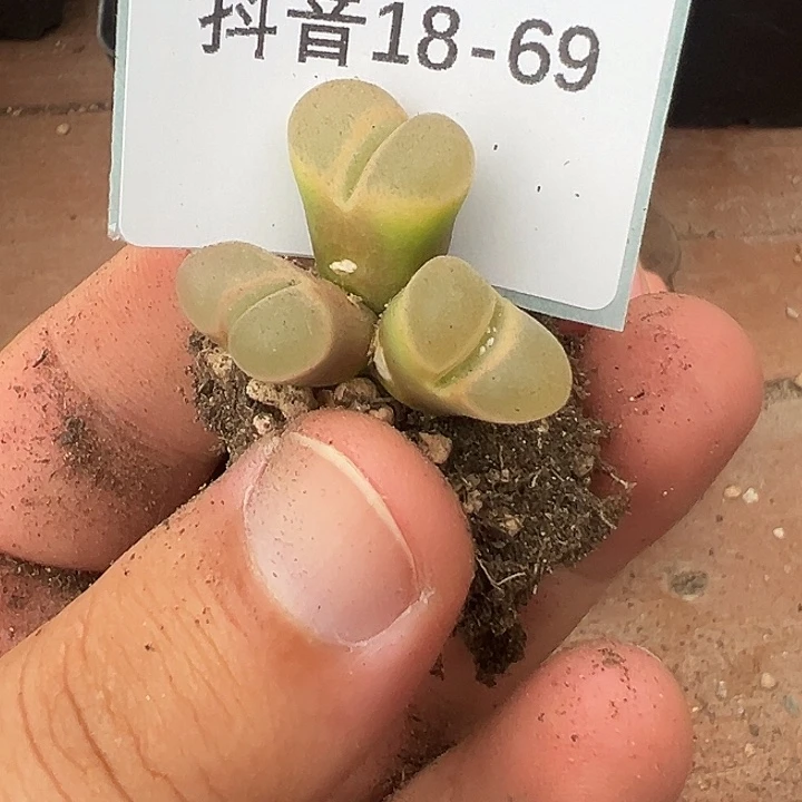 18-69肉锥多肉植物