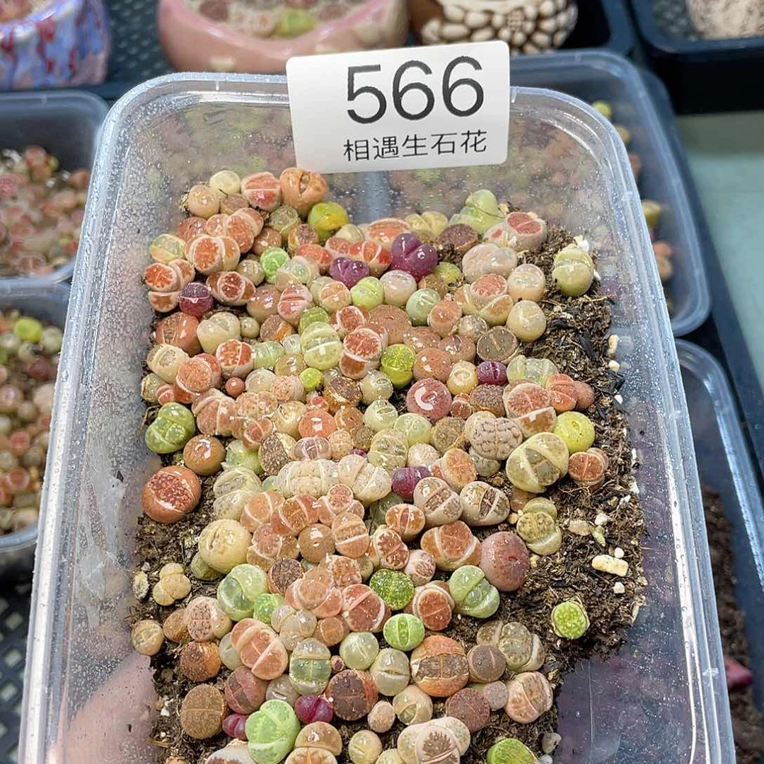 相遇生石花链接566