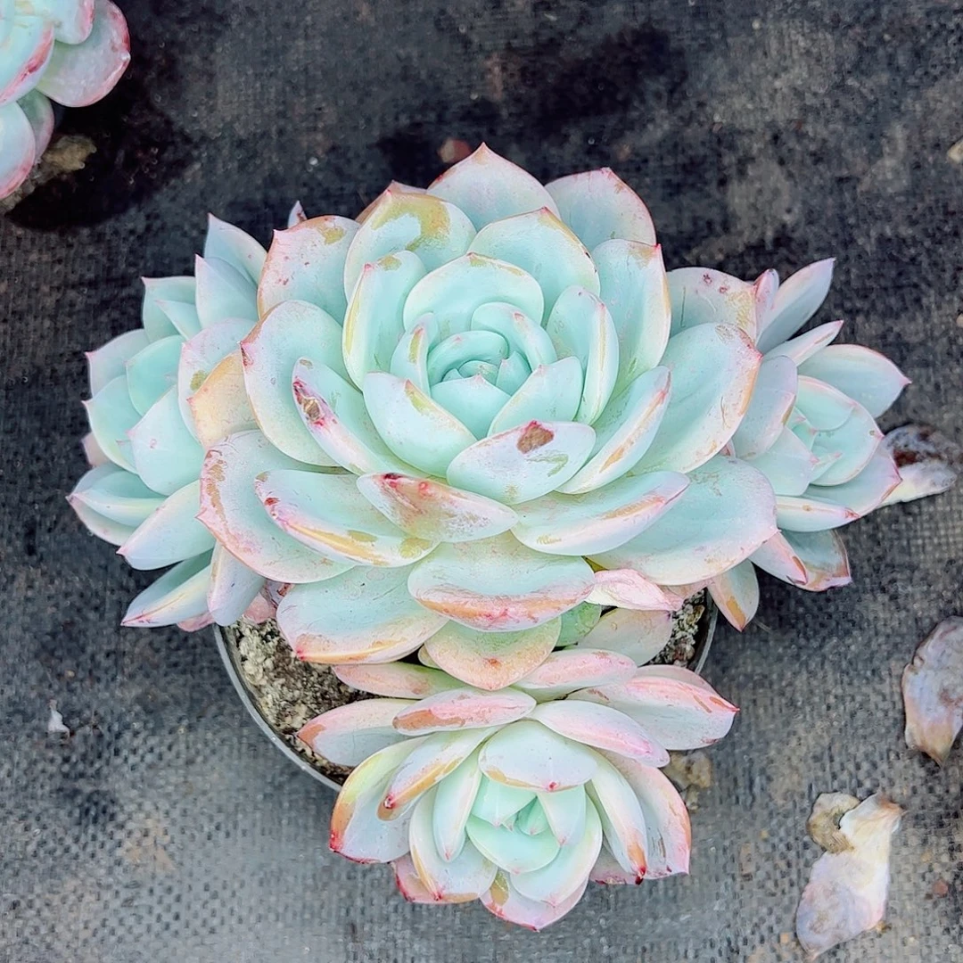 凤橙群生，一物一拍