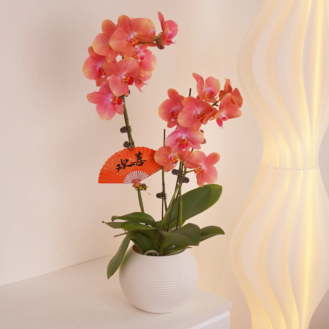 【三文鱼】组盆室内蝴蝶兰花盆栽开花株 四季好养护绿植叶片