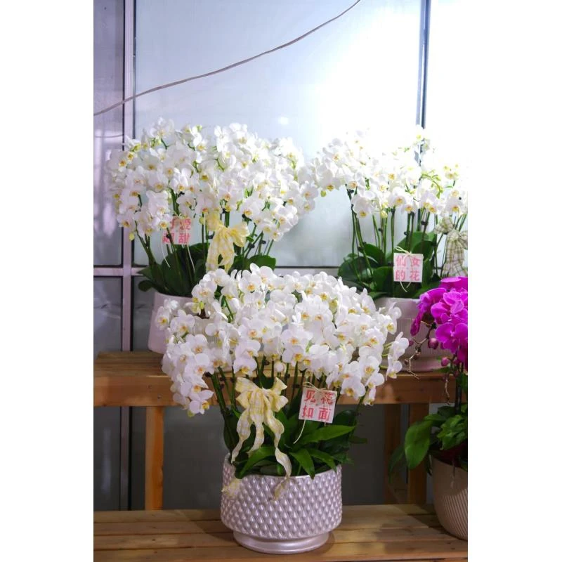 高档名贵品种【3个花剑白皙】蝴蝶兰花期能开6-7个月左右 3.0寸