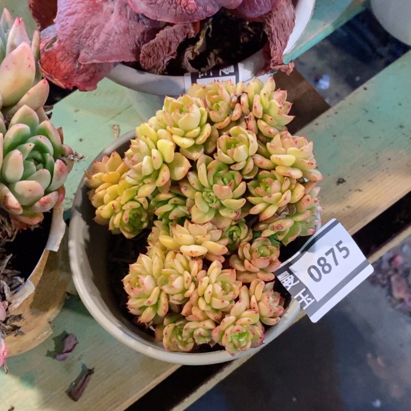 【闪购商品】蜡牡丹0875