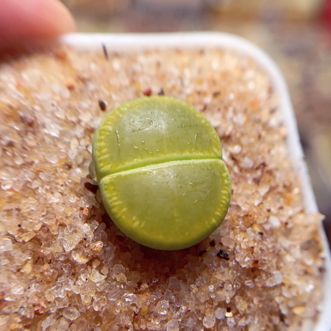 254号带盆盆人包邮发货