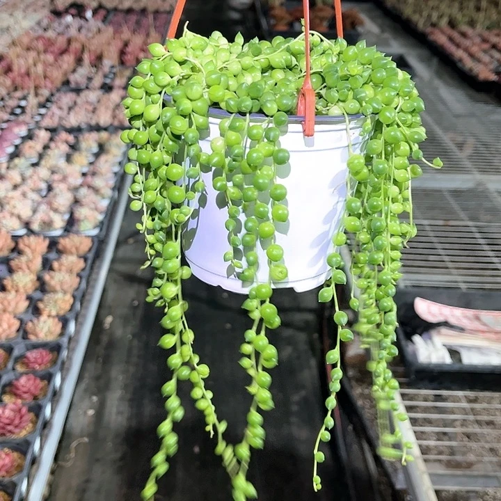 佛珠带盆只发新疆