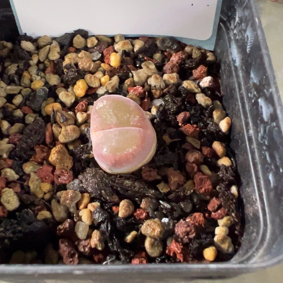 24-122紫焰风铃母本