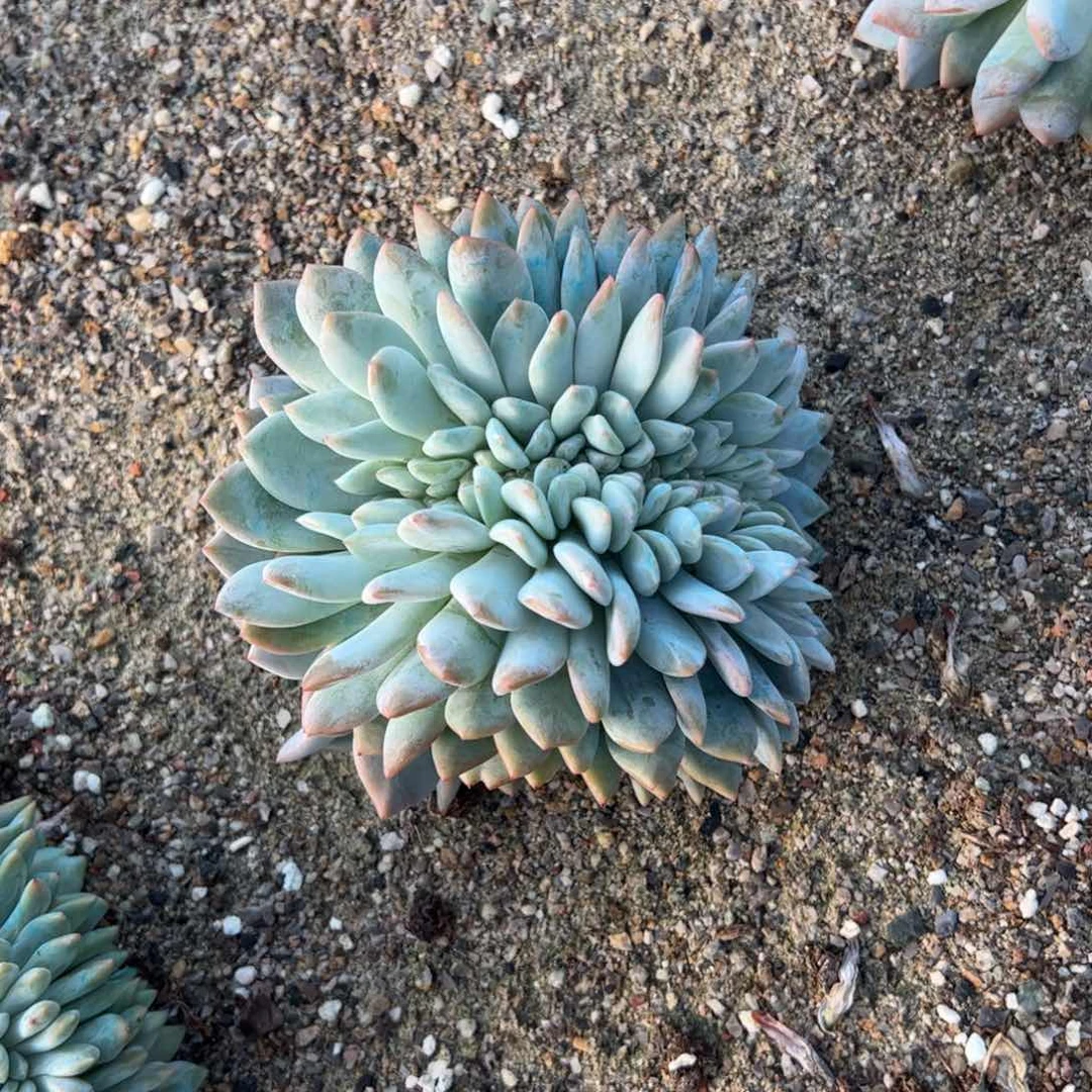 某些难兄难弟面对面的吗