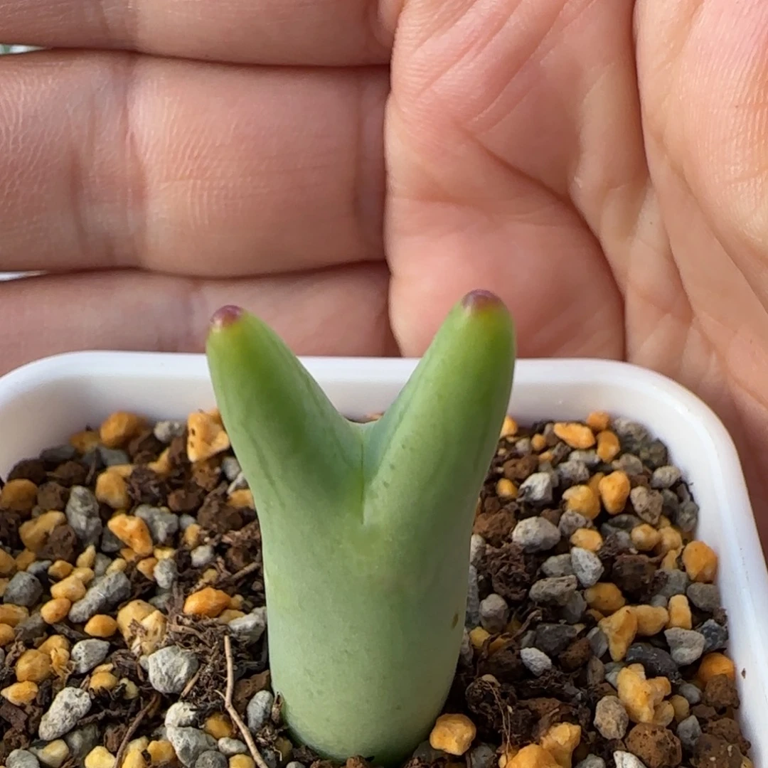 1-4-2-1当天满38包邮黄金体一点红皮卡丘脱土