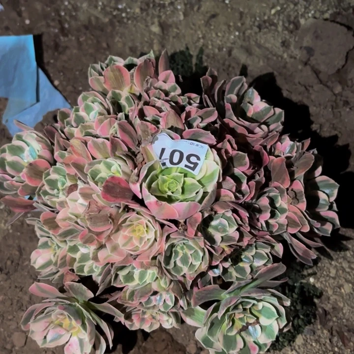 507女神多肉植物不售后