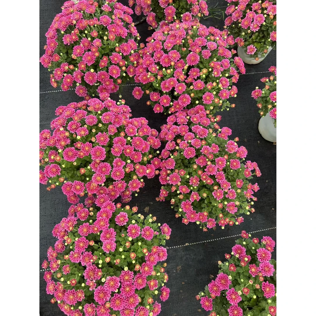 【新疆包邮】重瓣荷花美人 爆花机器 好养耐活