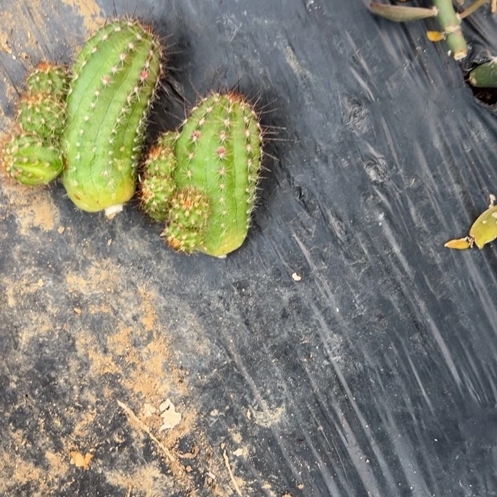 矮胖白檀508侧芽随机