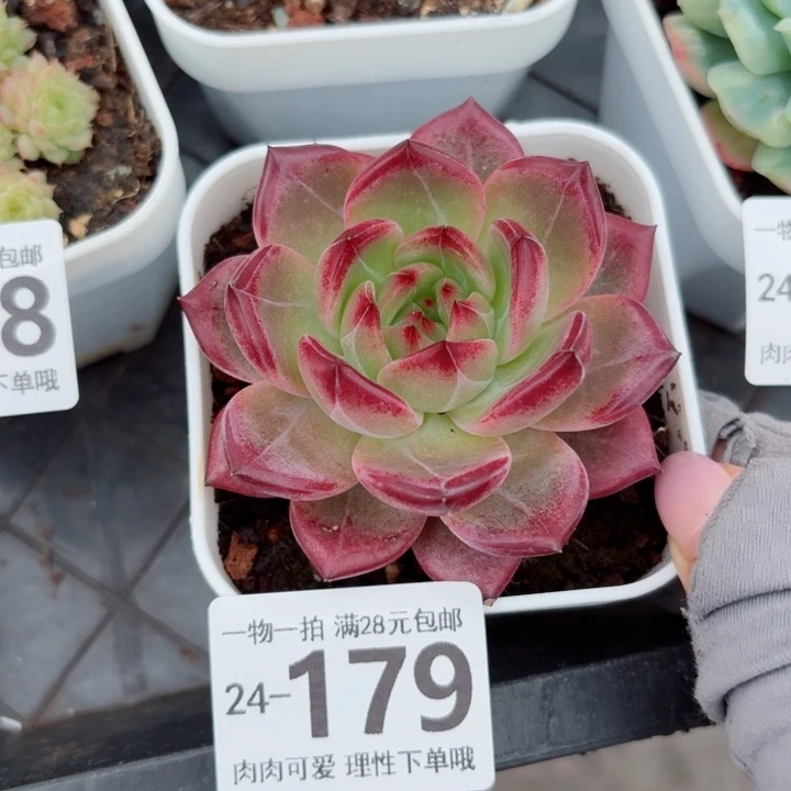 黑武士无盆土发货无盆