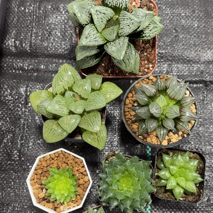 7颗组合多肉植物