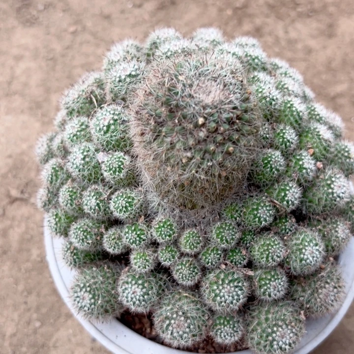 梦***雪恭喜发财。