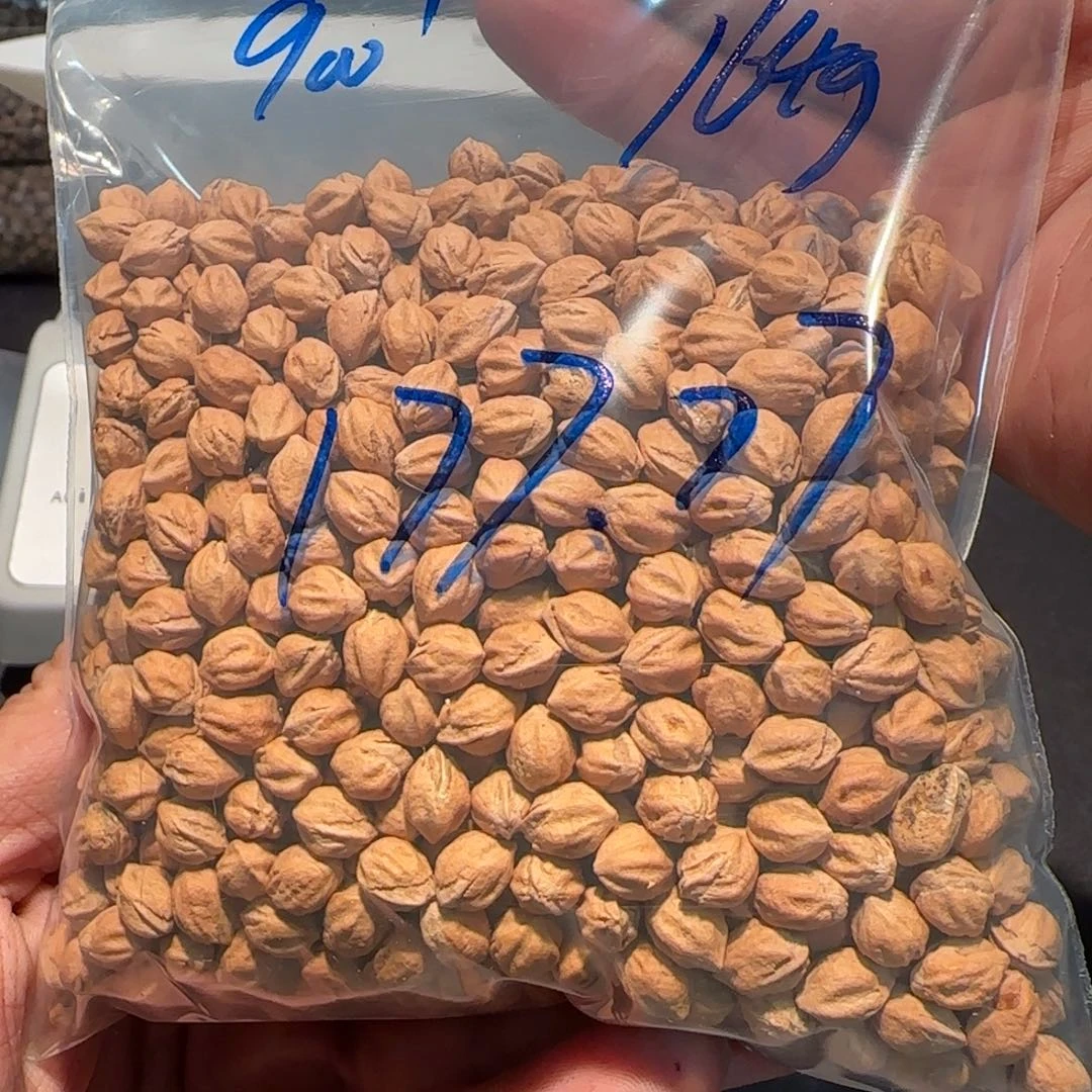 柏香籽/百香籽吊坠法**贼6.8 164g