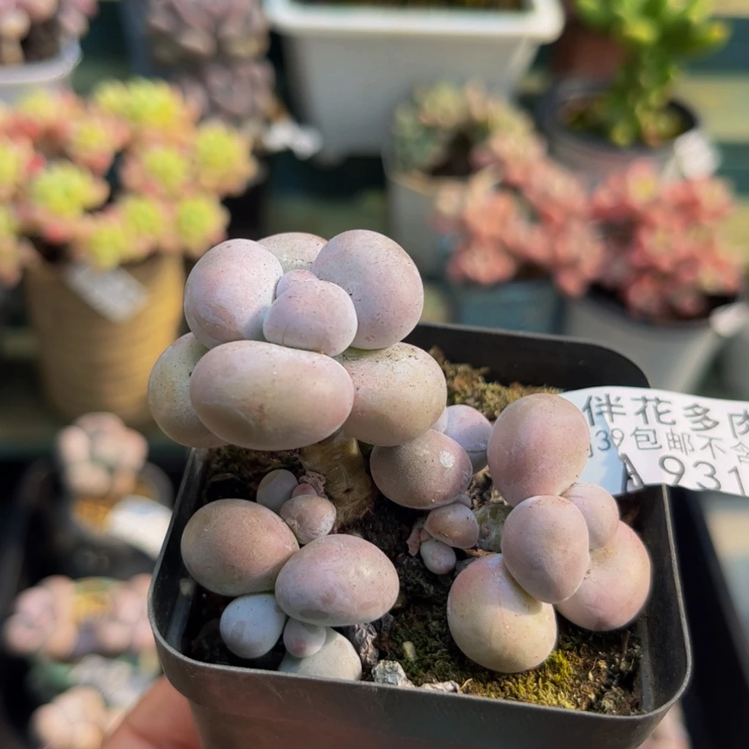 931芭比奶酪5cm多肉