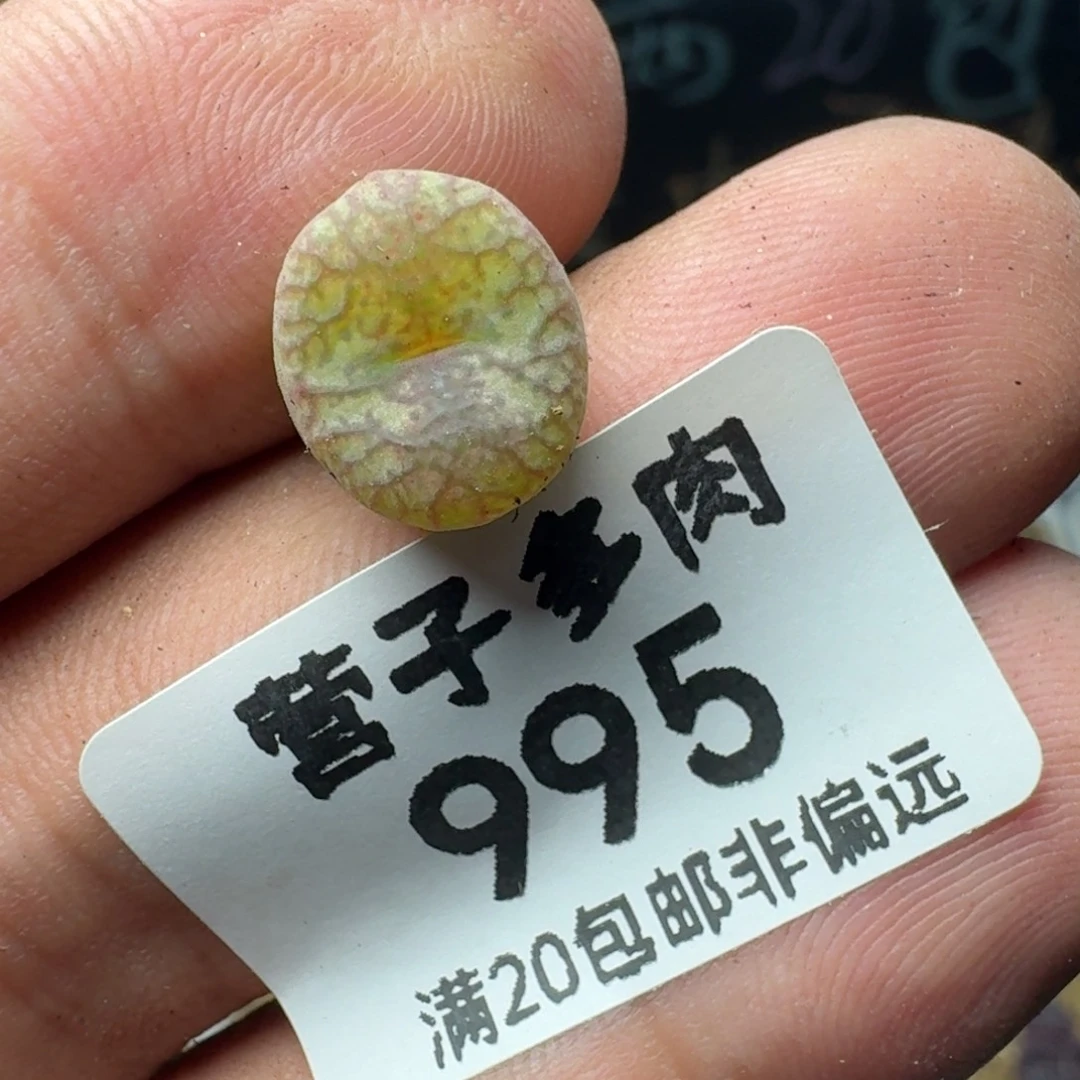 毛杂