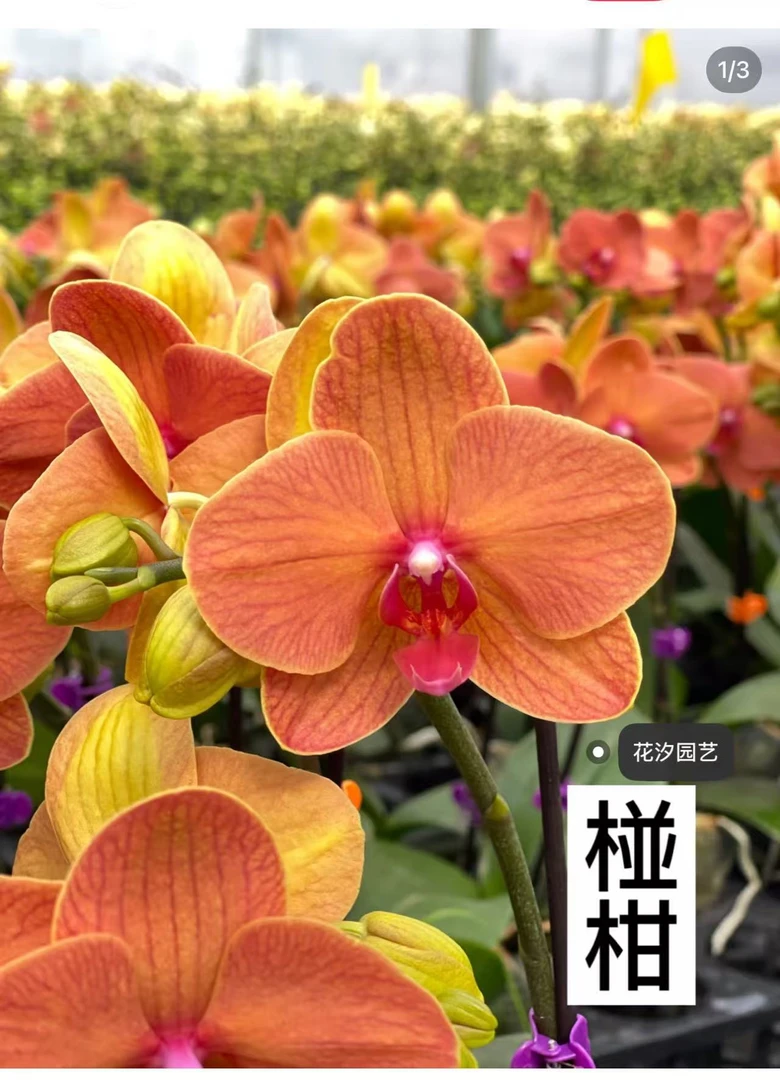 蝴蝶兰碰柑3.0寸苗1株