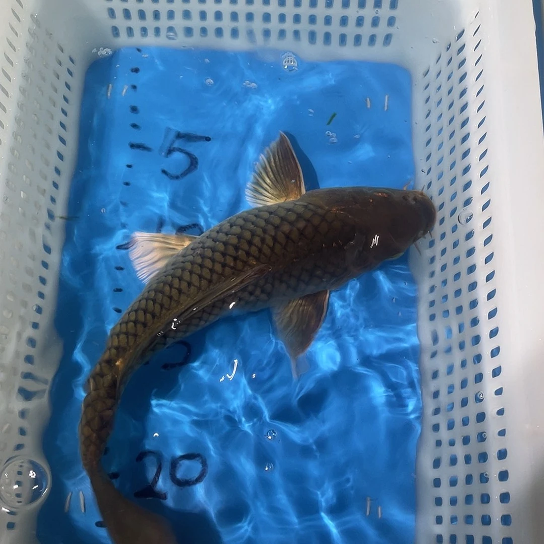 锦鲤锦鲤包邮包售后