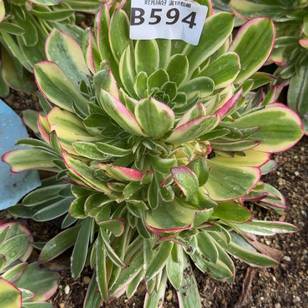 594海王多肉植物