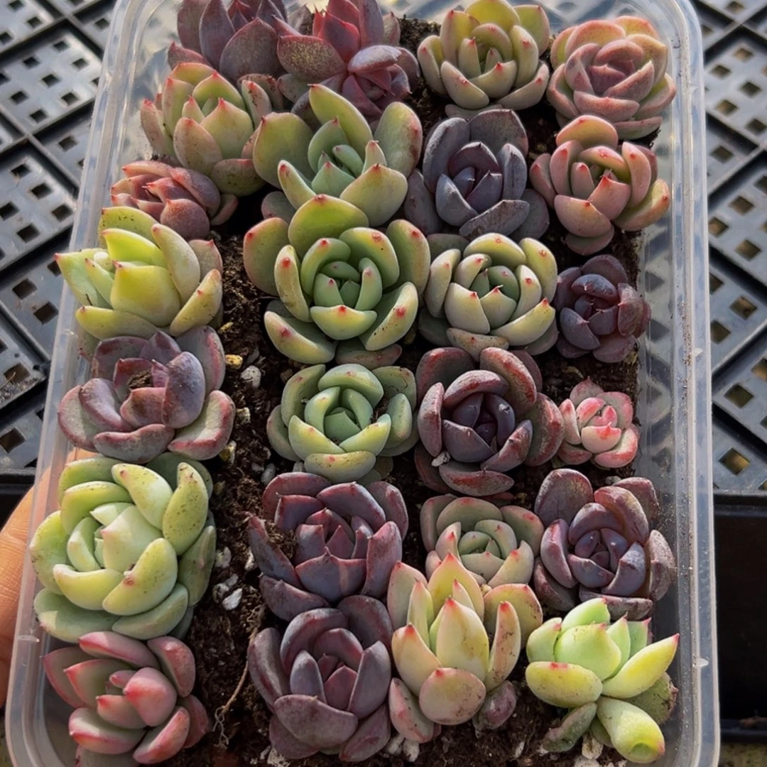 513多肉葡萄的味道是