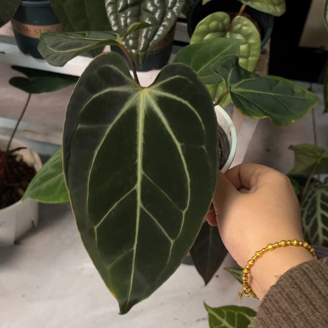 无花朵018 贝斯杂kos