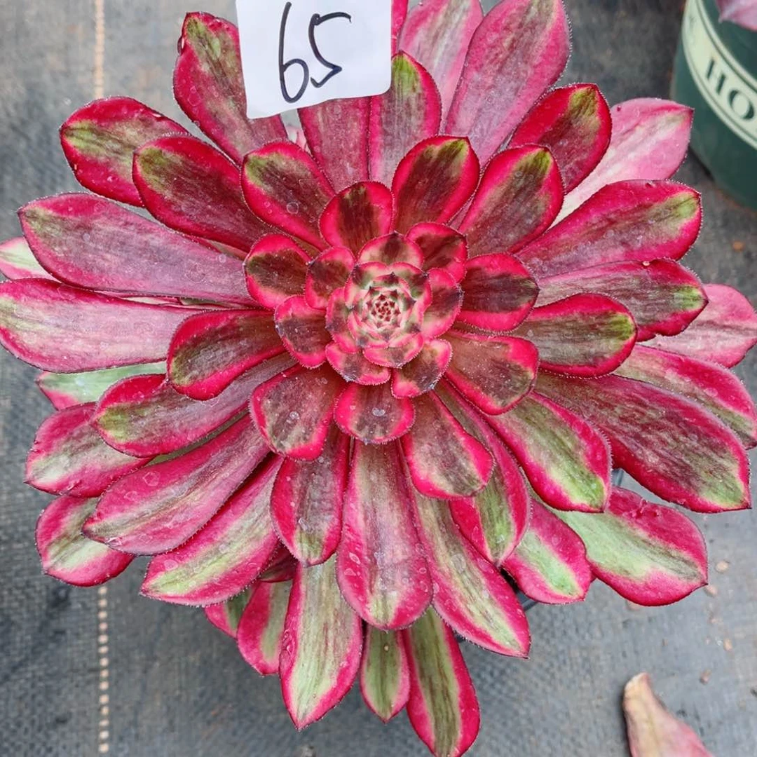 一物一拍多肉法师65