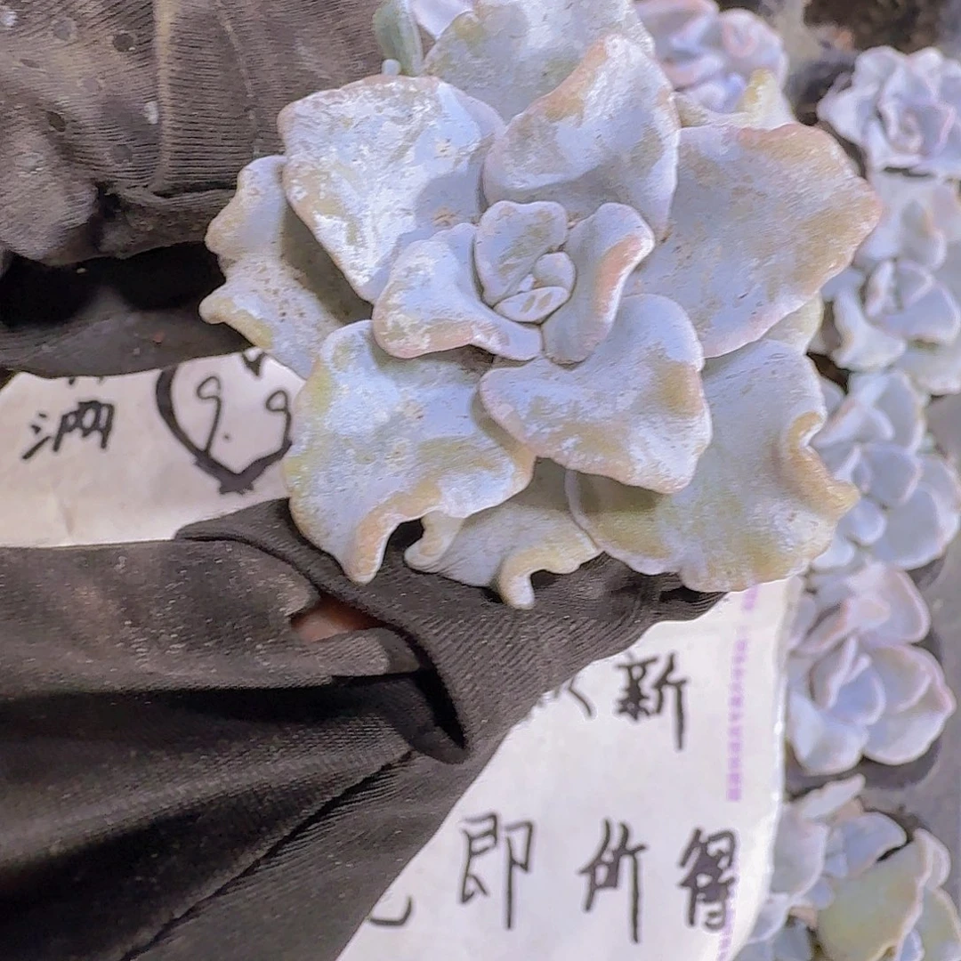 白饺子皮两米三颗