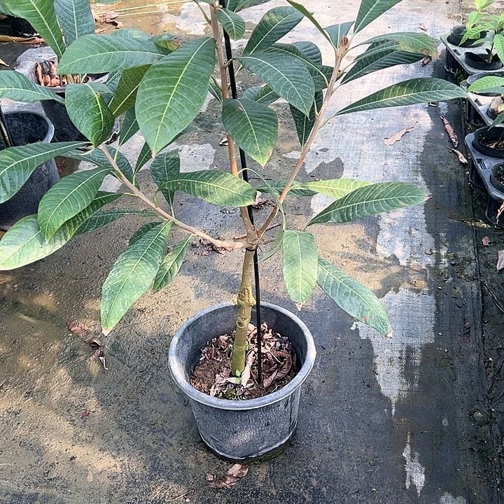 永****筒1345666666666666