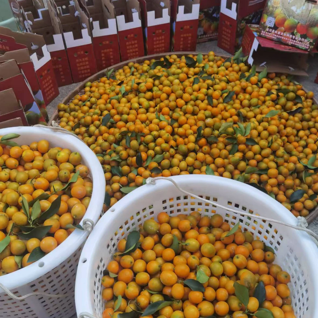 龙川上坪直生苗金桔鲜甜多汁现摘现发果园直销