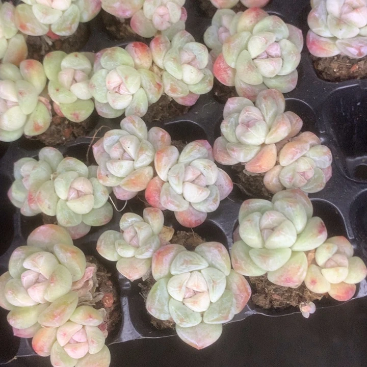 冰玉双5颗（满9.99包邮不满9.99发空盆）