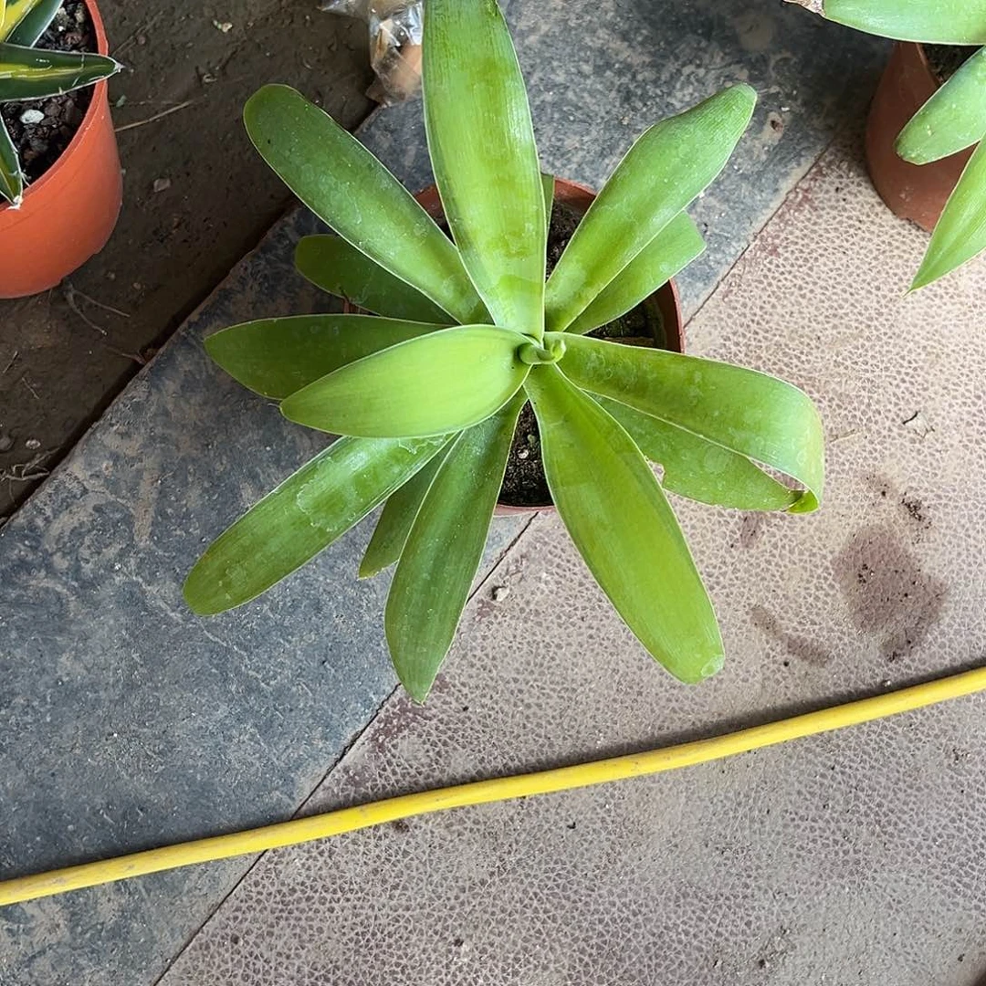 暖***春狐尾浅中斑龙舌兰