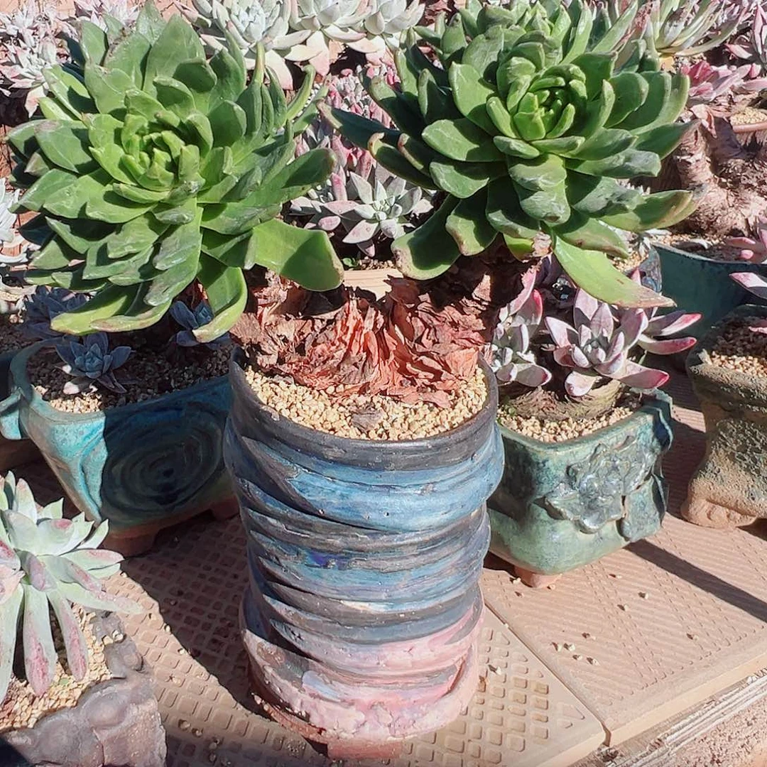 9063绿体苹果叶杂交仙女杯