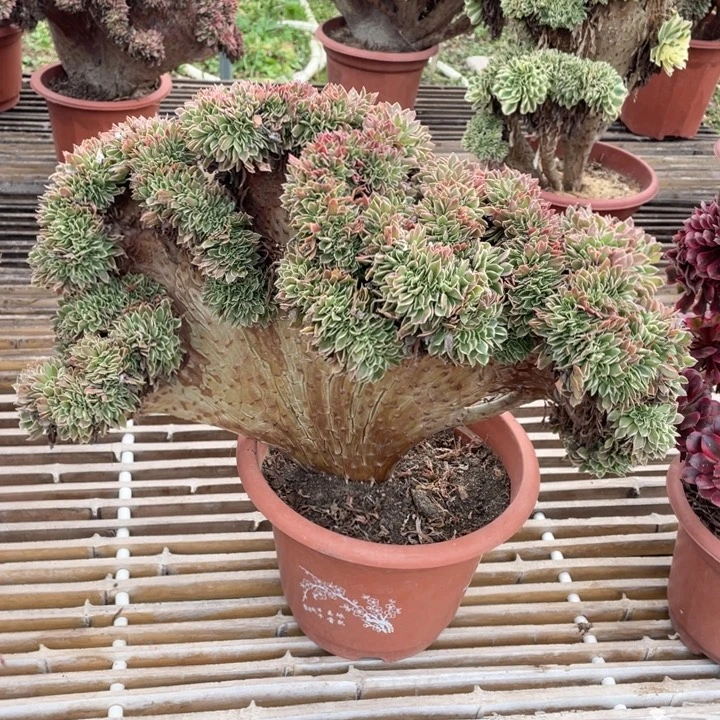法师老桩缀化白凤
