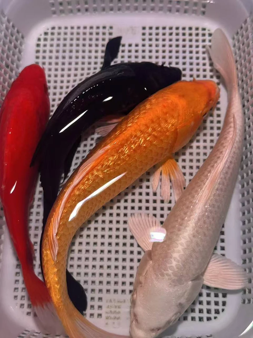 【15-18cm】黄1红草1白1黑1共四条锦鲤金鱼观赏鱼好养耐活