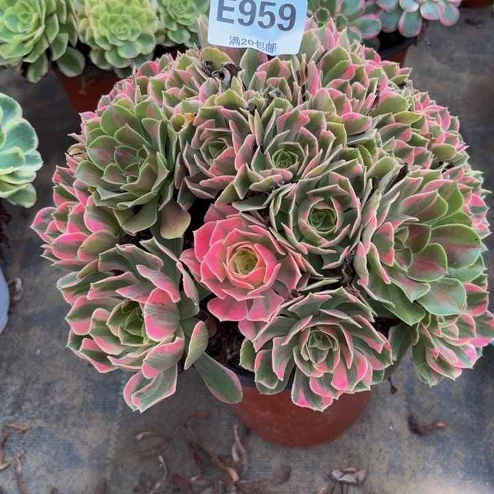 瑞妈多肉园艺959女妖