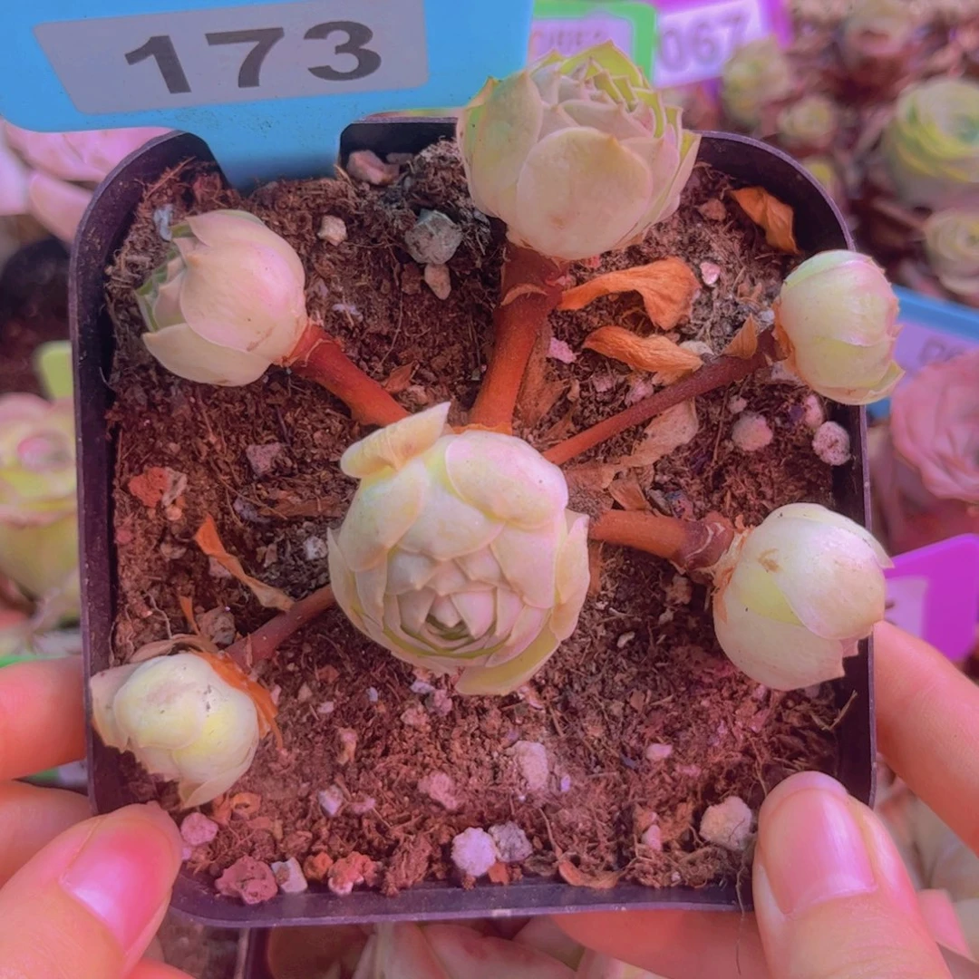 173山地玫瑰绿色