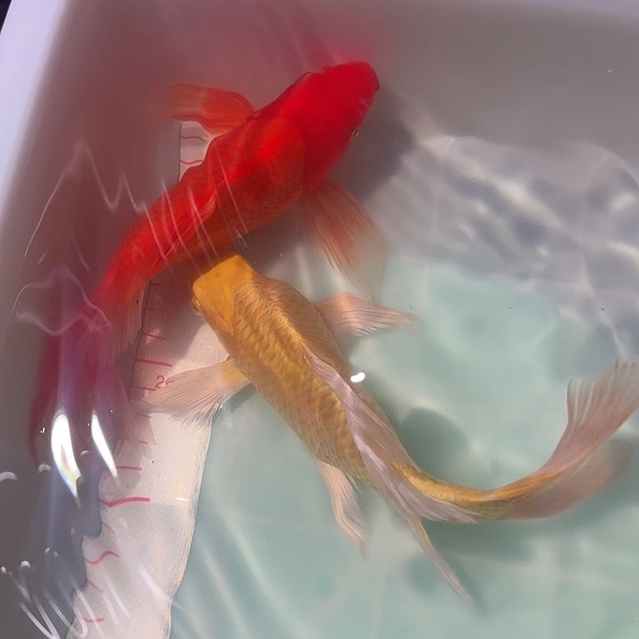 蝴蝶鲤鱼蝴蝶鲤冷水观赏鱼