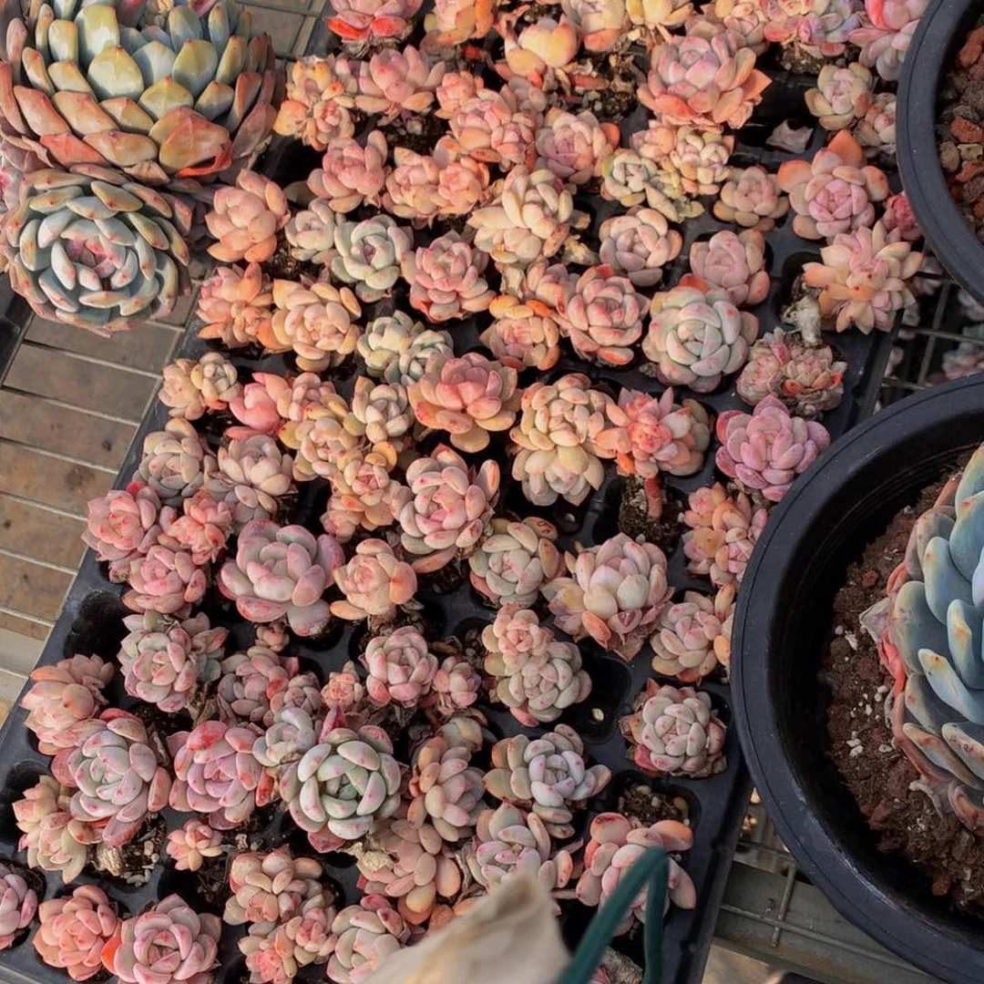 橙子小的15个一起嗯嗯嗯嗯