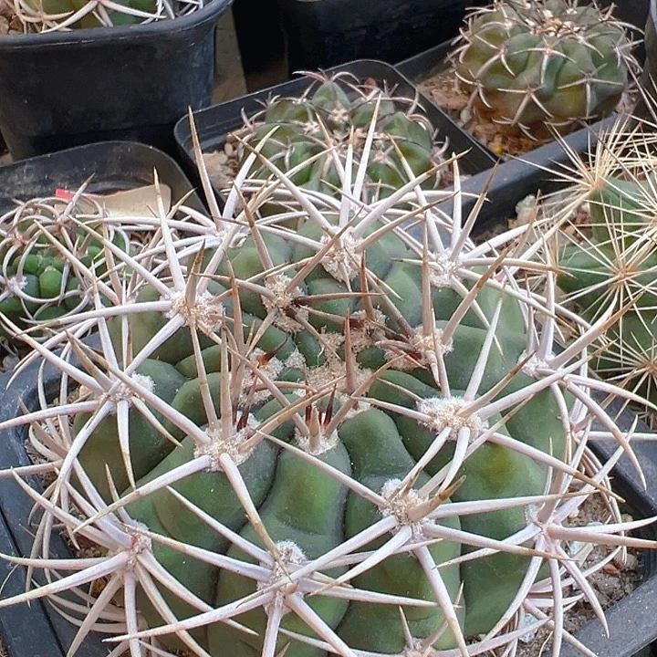 碧岩玉。自根养定。