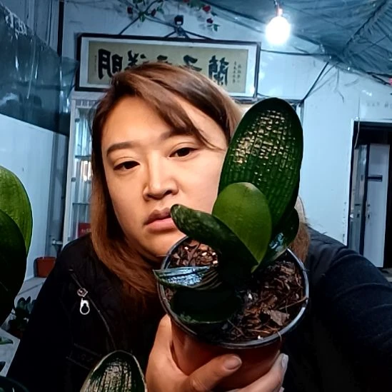 风***影风影黑狮子一颗100元