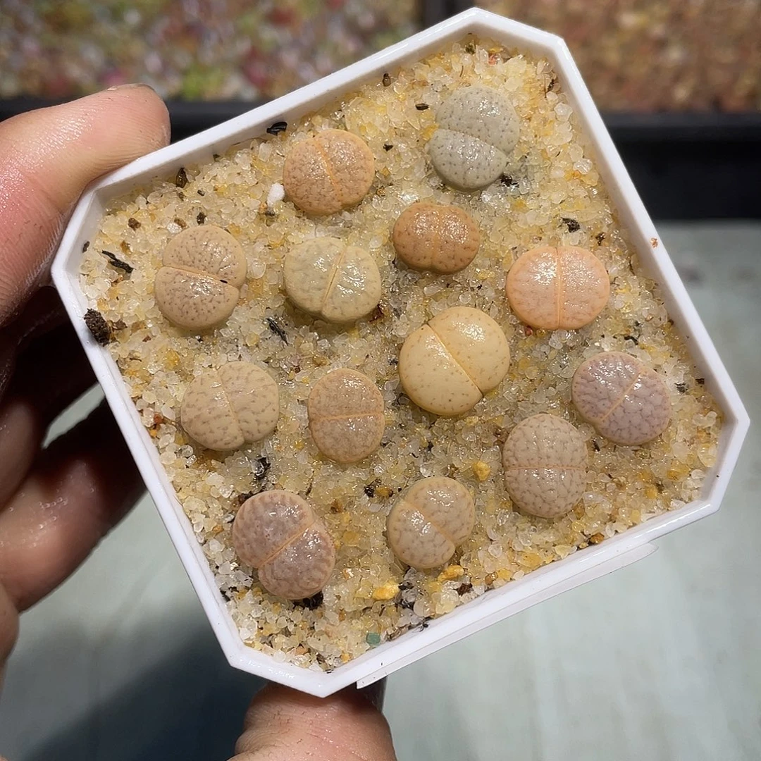 当天凑满十八元包邮720