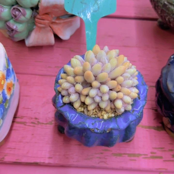 猫*岁138多肉植物一物一拍