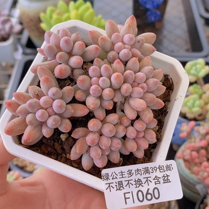 婴儿手指7cm1060多肉植物