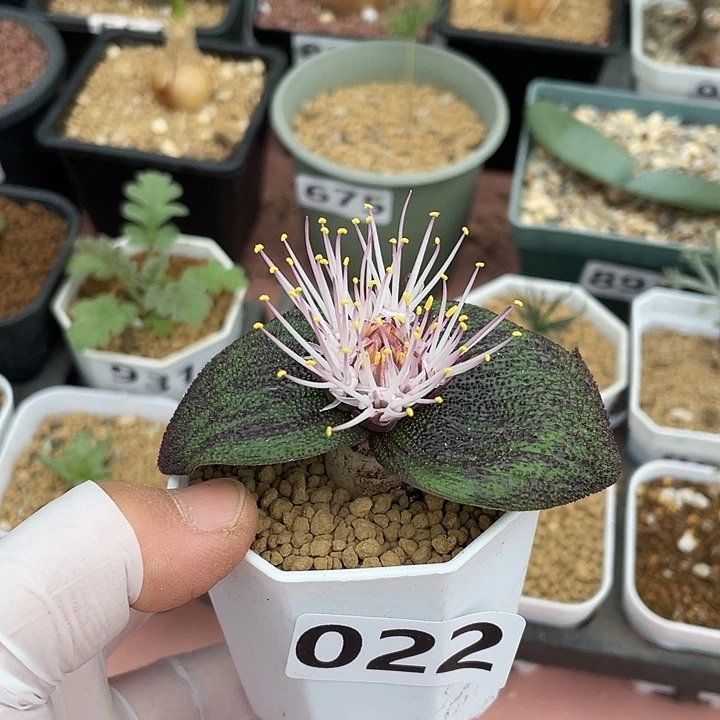 大***头022紫镜块根植物，